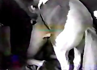 Massive wiener of a lusty pony