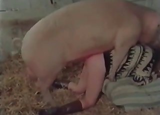 Pig